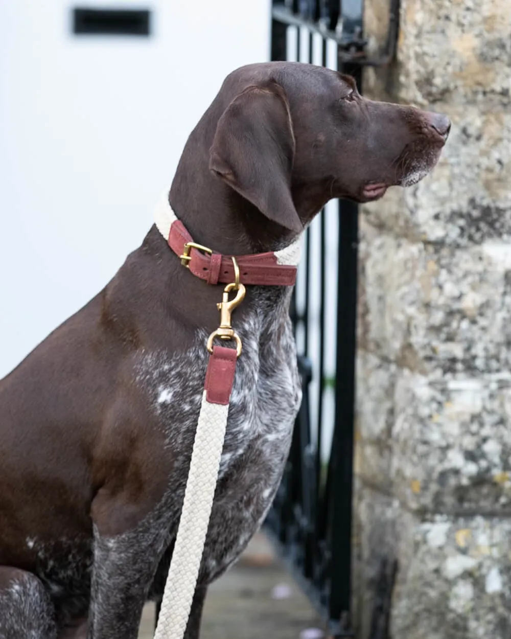 Flat Rope and Leather Dog Lead - Brown