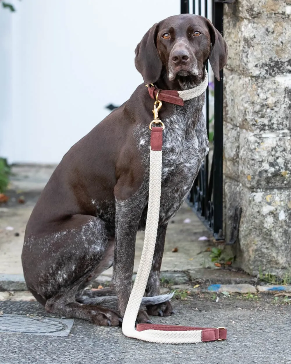 Flat Rope and Leather Dog Lead - Brown